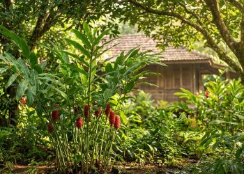 découvrez comment éviter une erreur coûteuse avec votre assurance jardin et protégez efficacement votre espace extérieur.