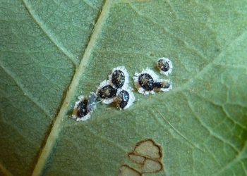 découvrez le débat complexe autour des squats en france, entre enjeux sociaux, juridiques et économiques.