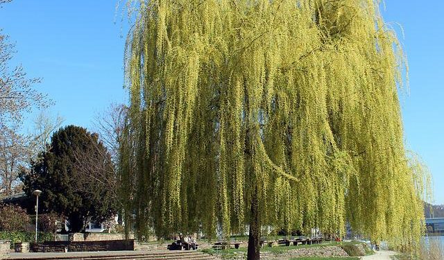 découvrez la surprise étonnante qu'un saule pleureur planté près de la maison peut révéler. une histoire captivante pleine de mystère et de nature.
